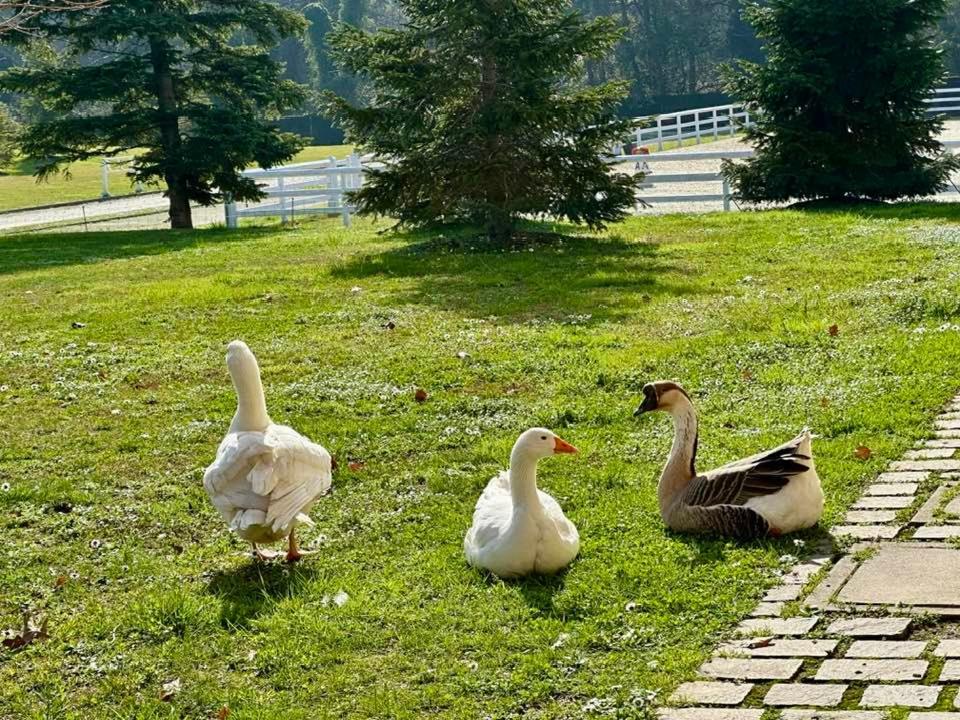 Agriturismo Il Boschetto Ornago Exteriér fotografie